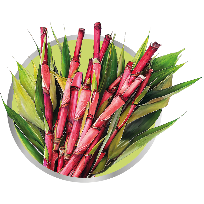 Canadou - Image supplémentaire