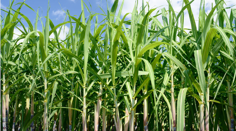 Note de dégustation